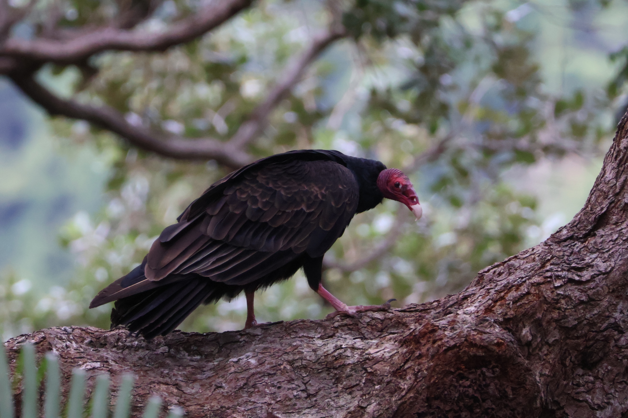 Cathartes aura (Linnaeus, 1758)
