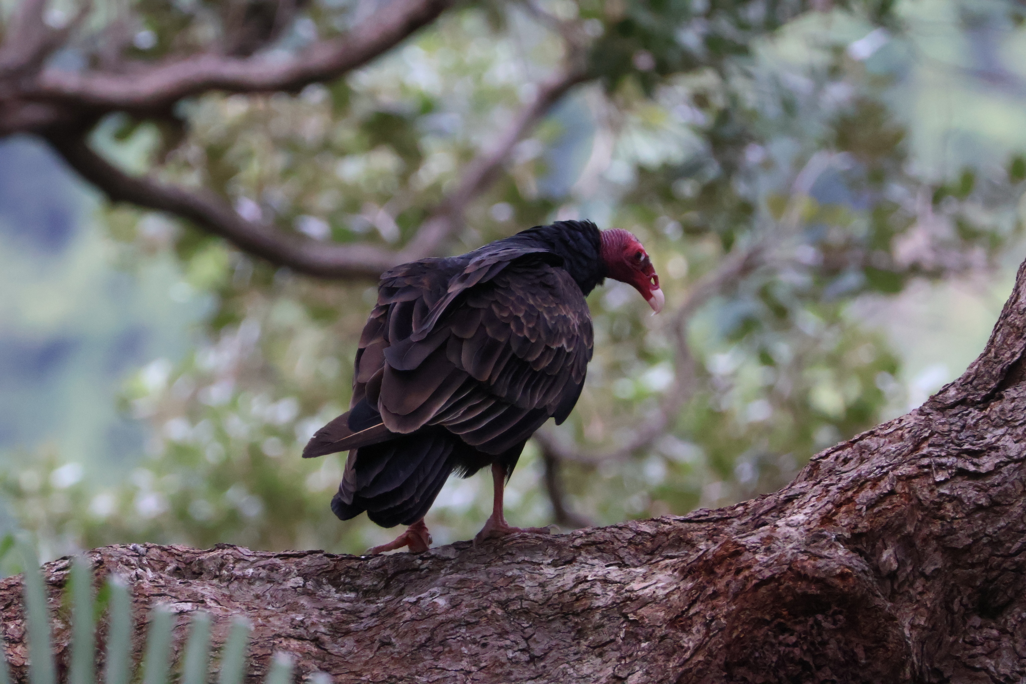 Cathartes aura (Linnaeus, 1758)