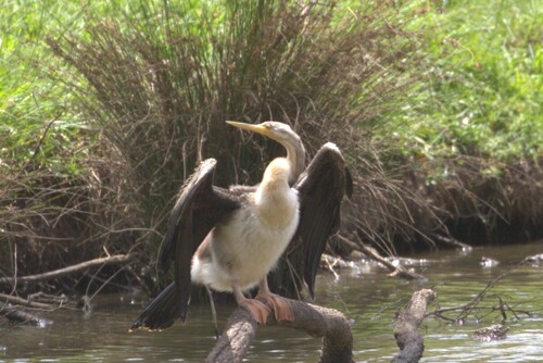 Australasian Darter (Anhinga novaehollandiae)