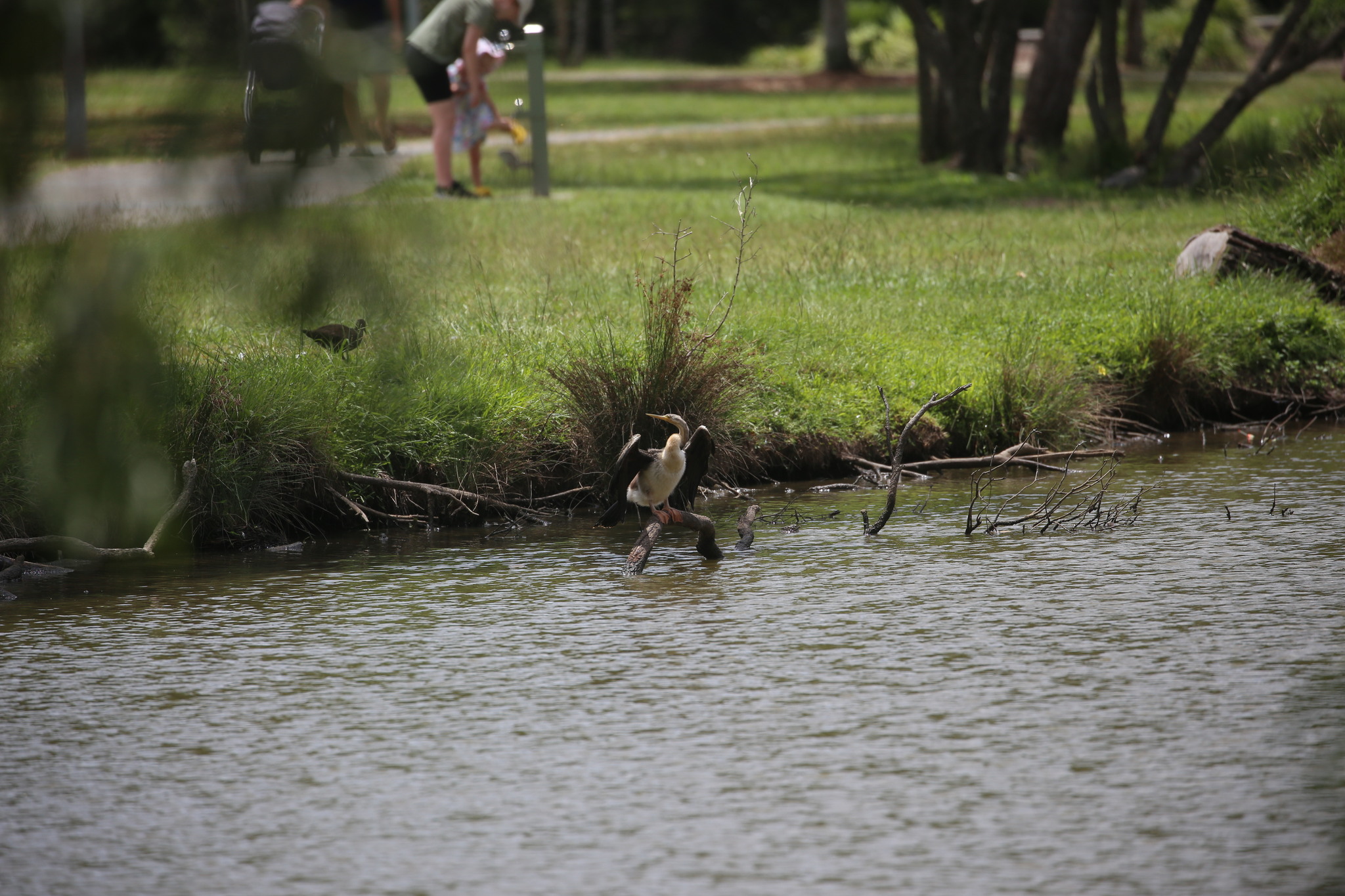 Australasian Darter (Anhinga novaehollandiae), photo 2