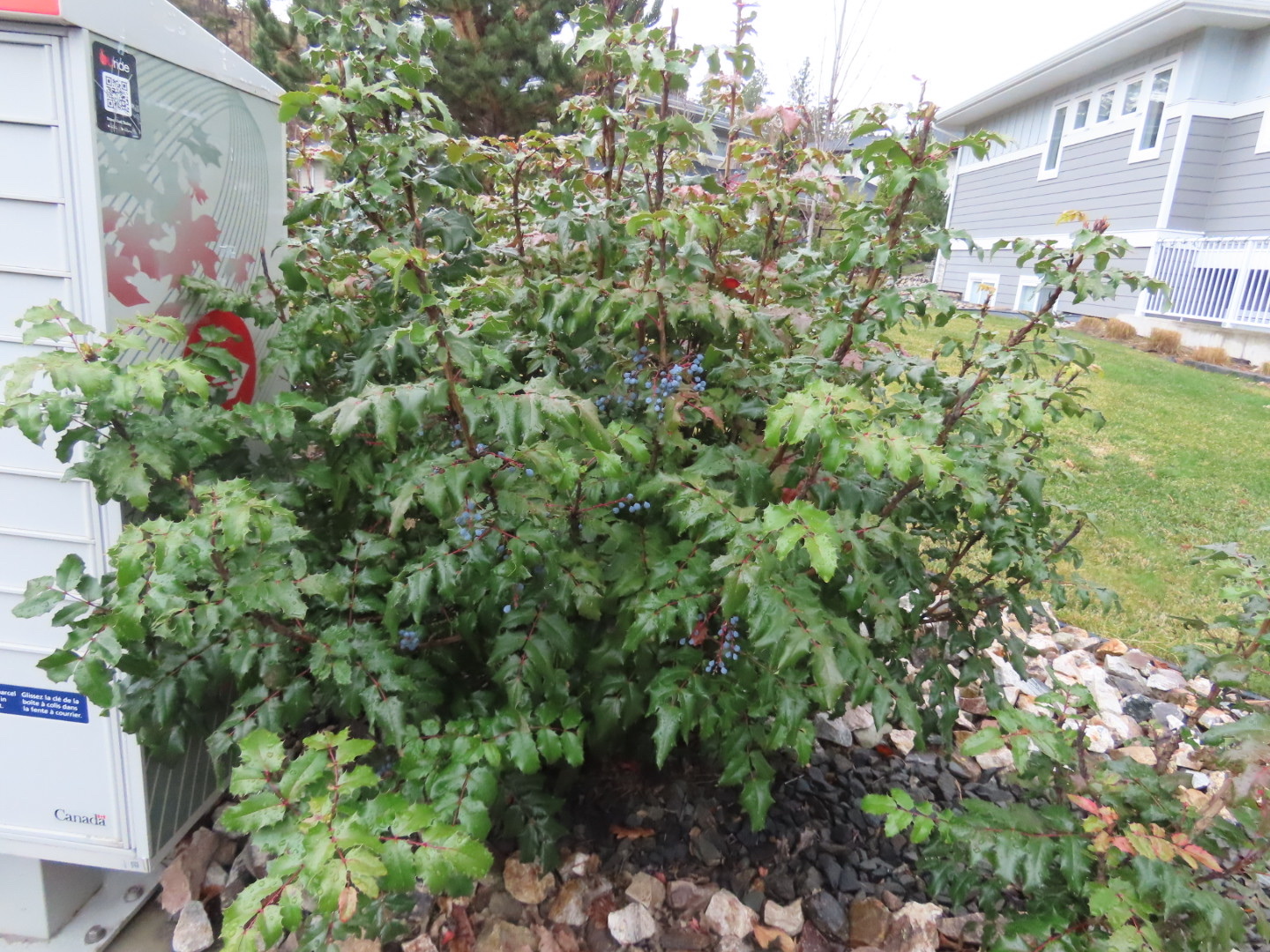 Oregon grape