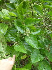 Premna serratifolia