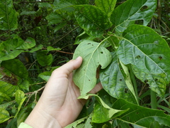 Premna serratifolia