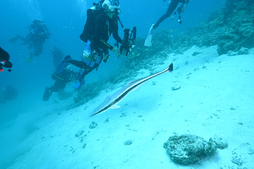 Echeneis naucrates