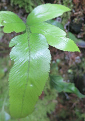 Asplenium lepidotum
