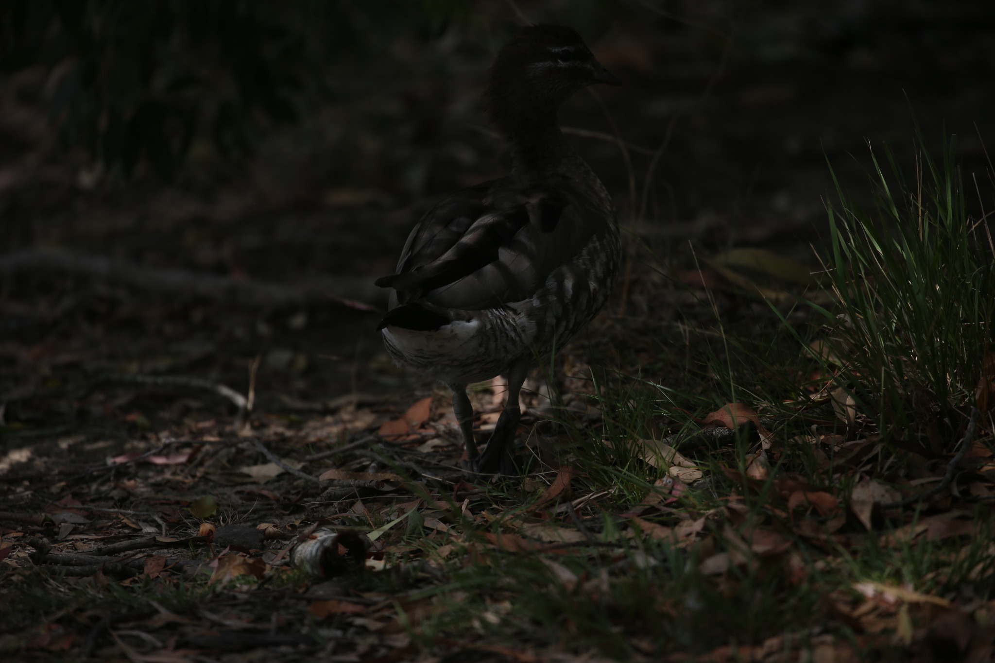 Maned Duck (Chenonetta jubata), photo 4
