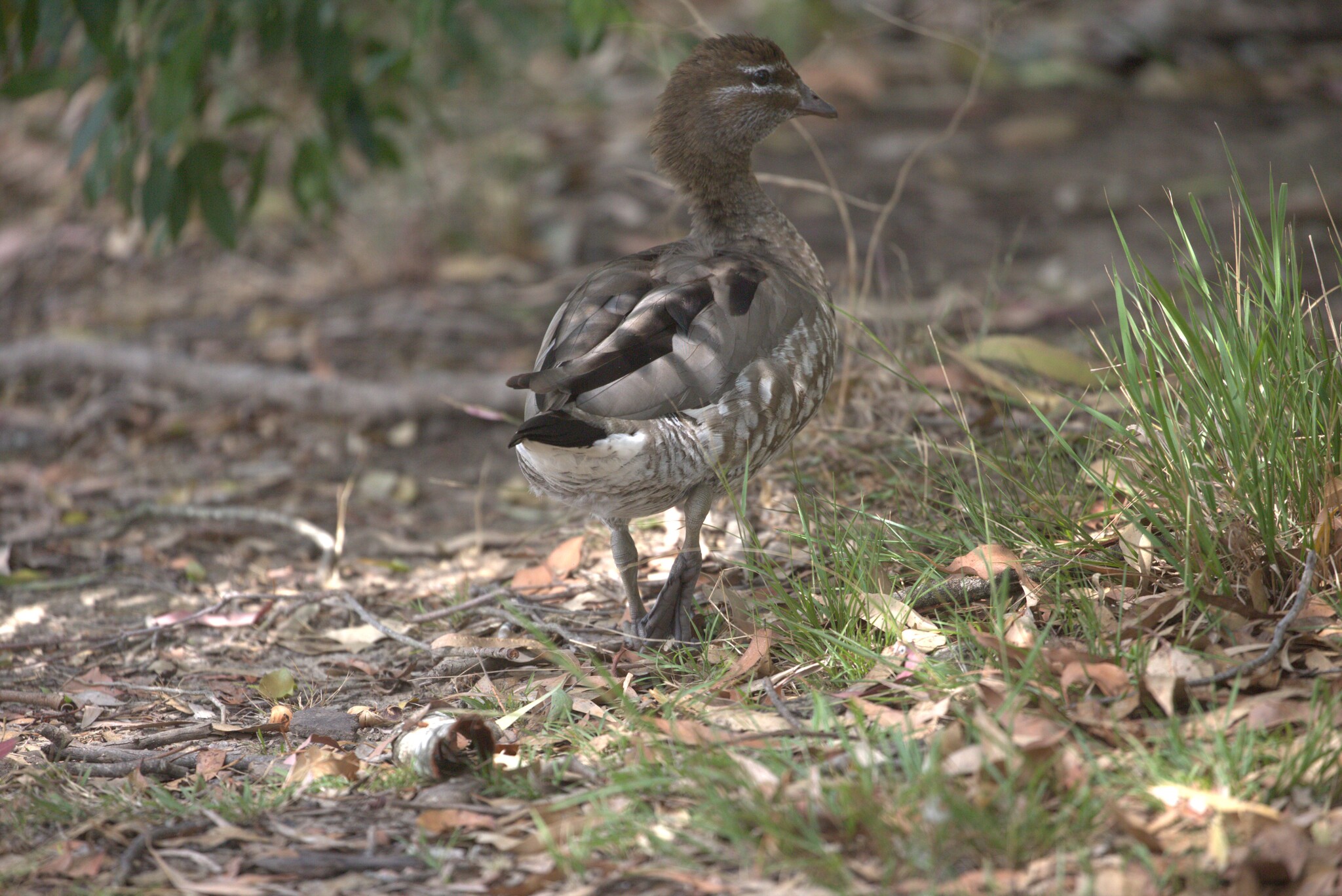 Maned Duck (Chenonetta jubata), photo 3