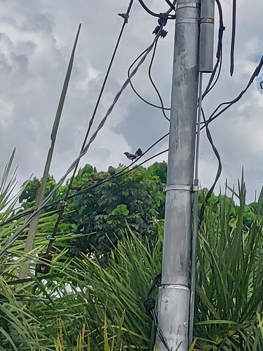 Lonchura leucogastroides