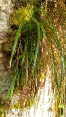 Haplopteris elongata