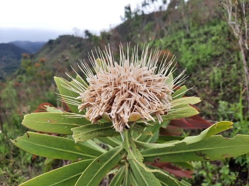 African sugarbush
