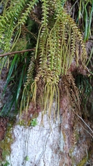 Phlegmariurus phlegmaria