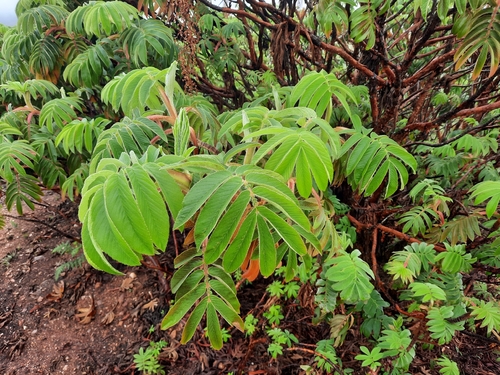 African Redwood