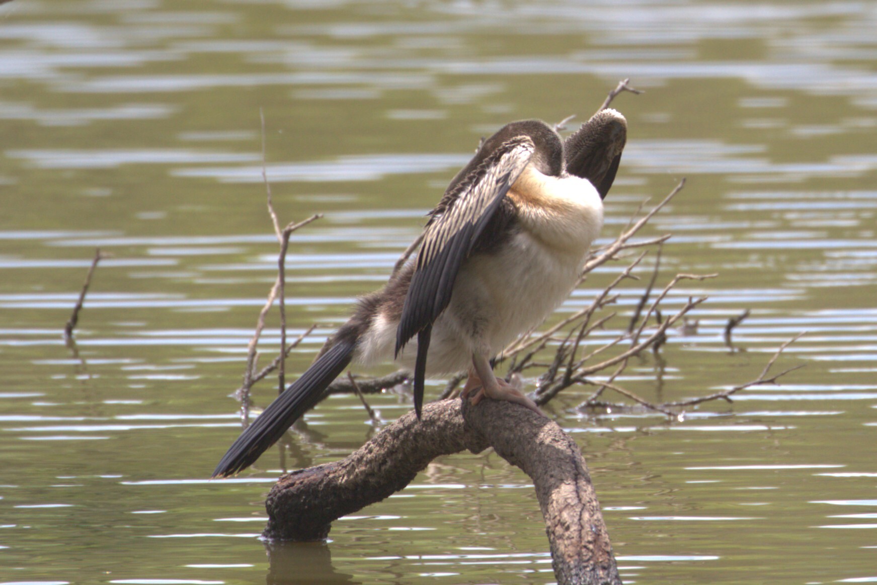Australasian Darter (Anhinga novaehollandiae), photo 5