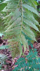 Cyathea nigricans