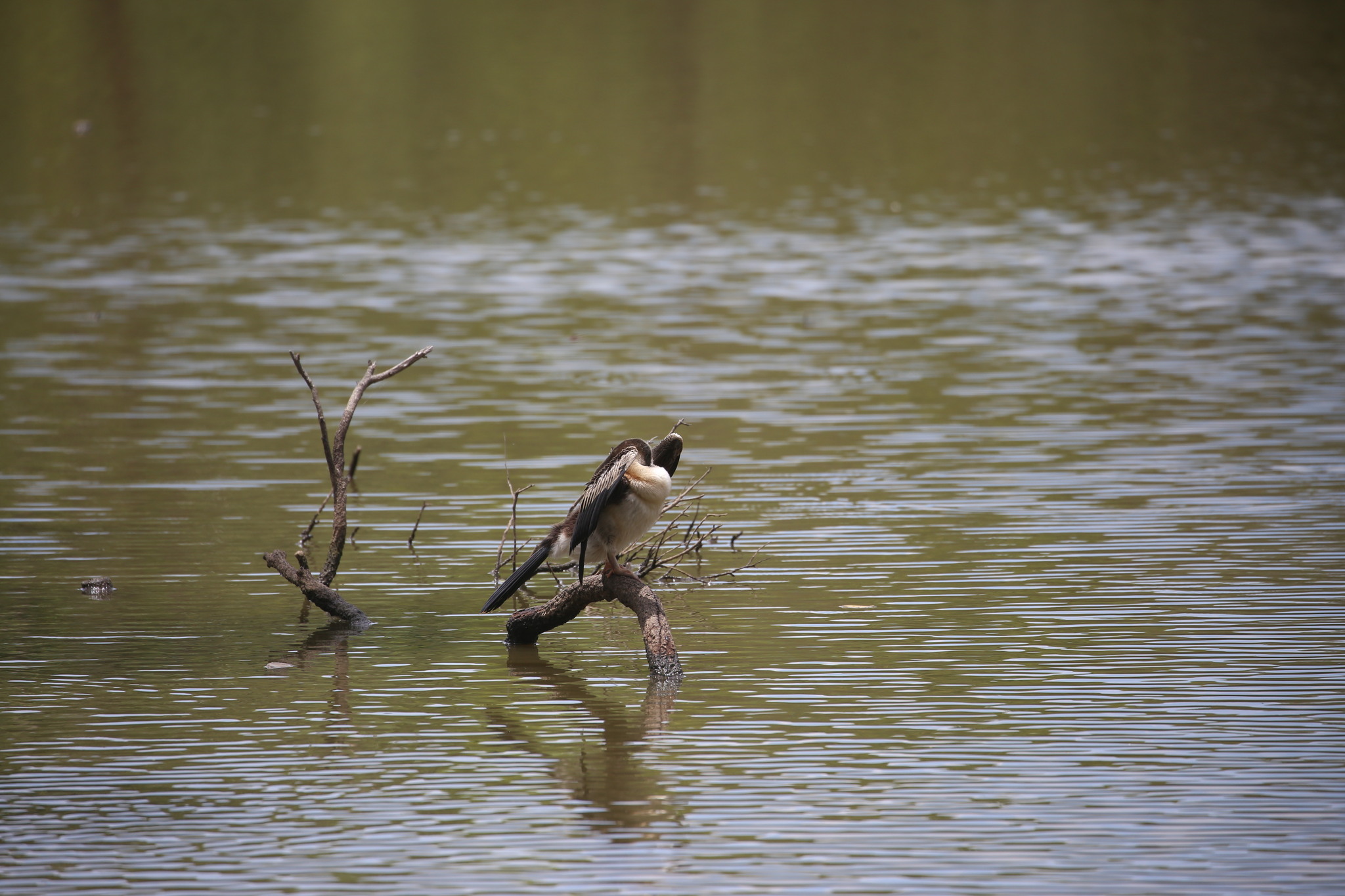 Australasian Darter (Anhinga novaehollandiae), photo 6