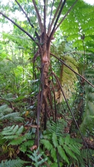 Cyathea nigricans