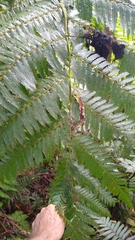 Cyathea nigricans