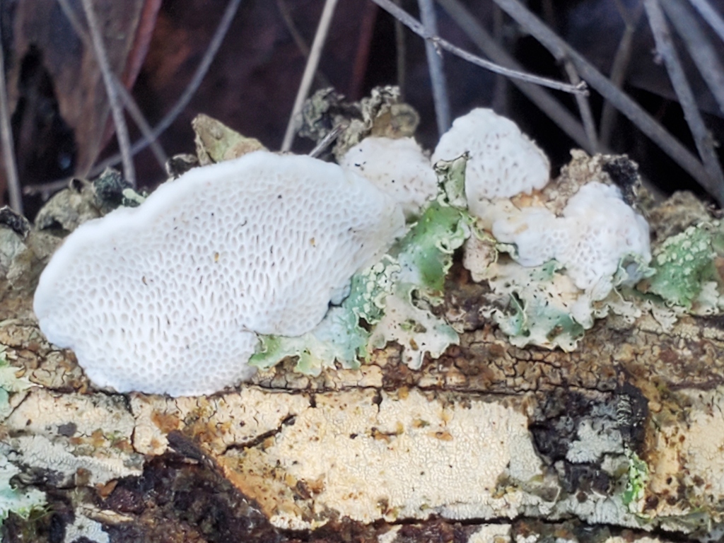Fomitopsis madronae · December 2025 · photo: © arlenedevitt (iNaturalist, cc-by)