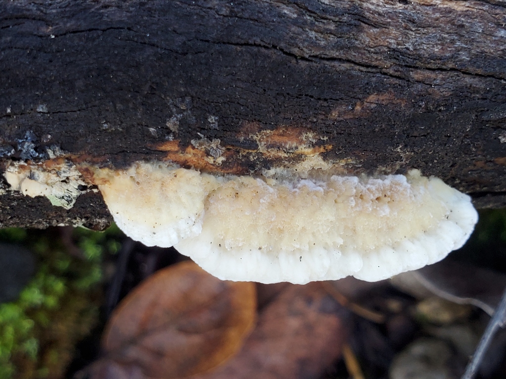 Fomitopsis madronae · December 2025 · photo: © arlenedevitt (iNaturalist, cc-by)