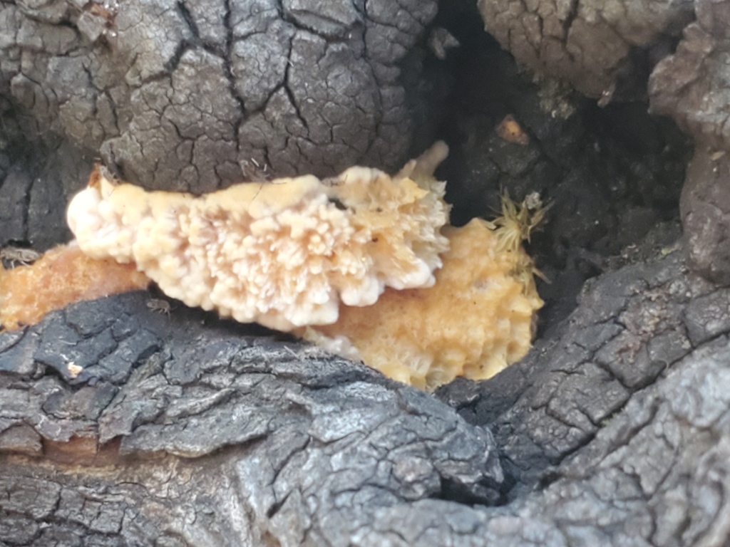 Fomitopsis madronae