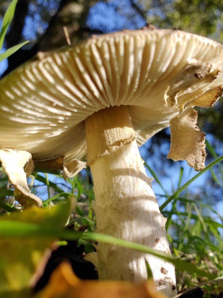 Amanita phalloides · December 2025 · photo: © arlenedevitt (iNaturalist, cc-by)