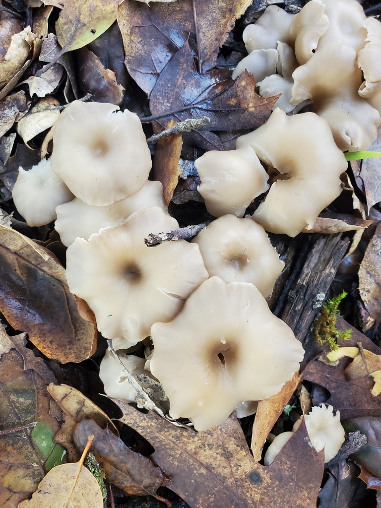 Clitocybe fragrans · December 2025 · photo: © arlenedevitt (iNaturalist, cc-by)