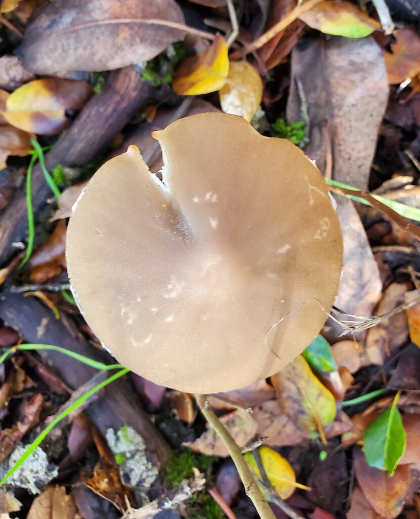 Psathyrella longipes · December 2025 · photo: © arlenedevitt (iNaturalist, cc-by)