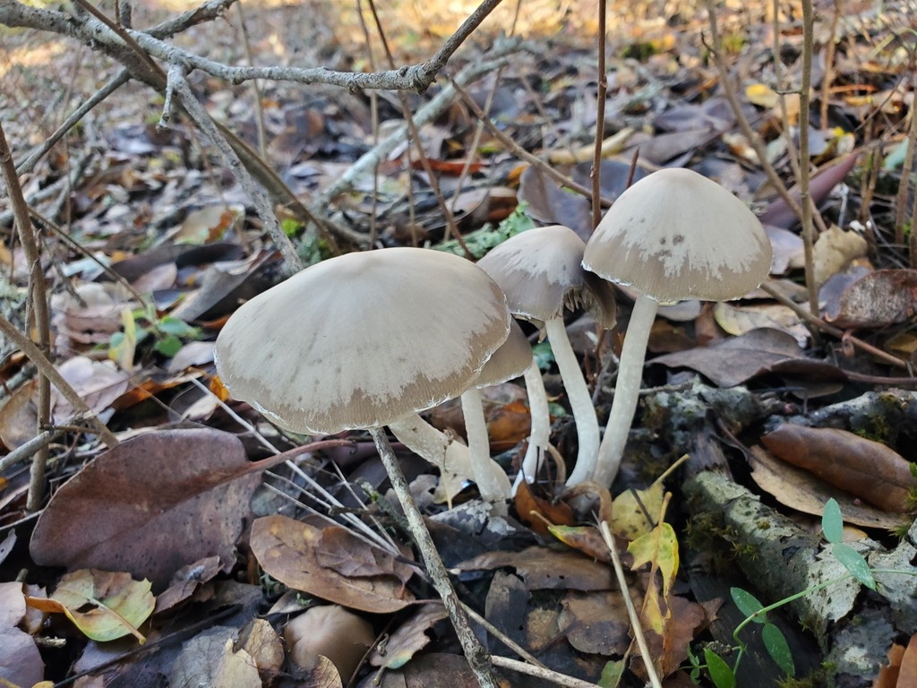 Psathyrella longipes · December 2025 · photo: © arlenedevitt (iNaturalist, cc-by)