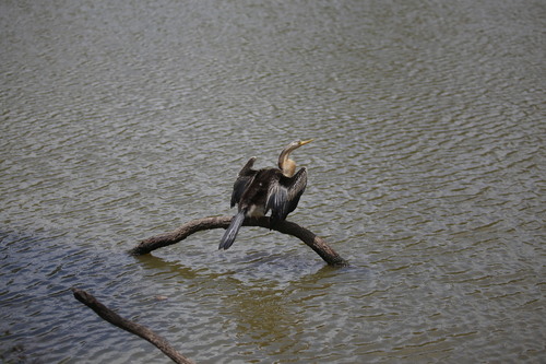 Australasian Darter (Anhinga novaehollandiae), photo 7