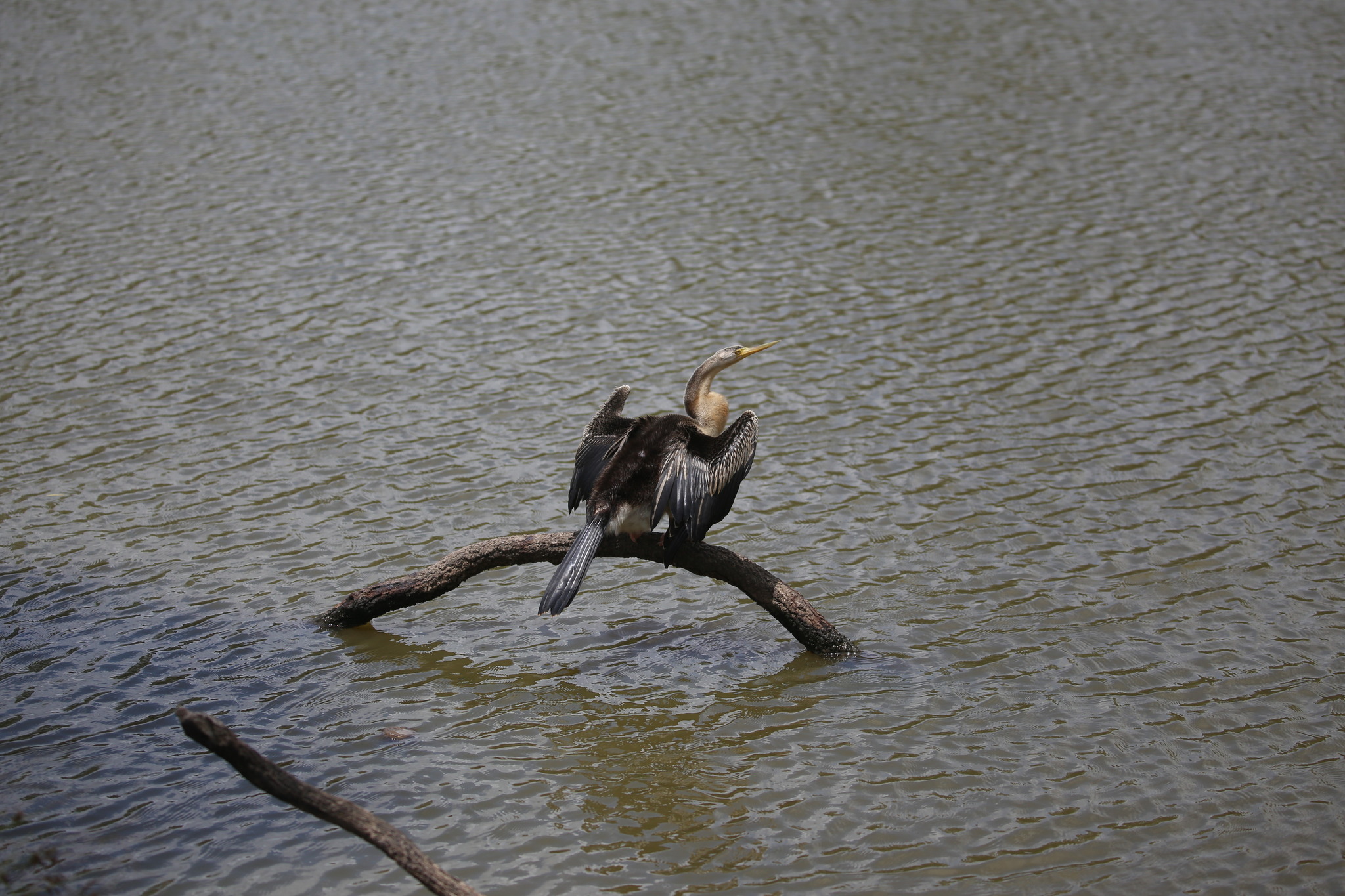 Australasian Darter (Anhinga novaehollandiae), photo 7