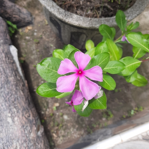 Catharanthus roseus