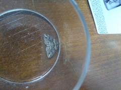 Catarhoe hortulanaria