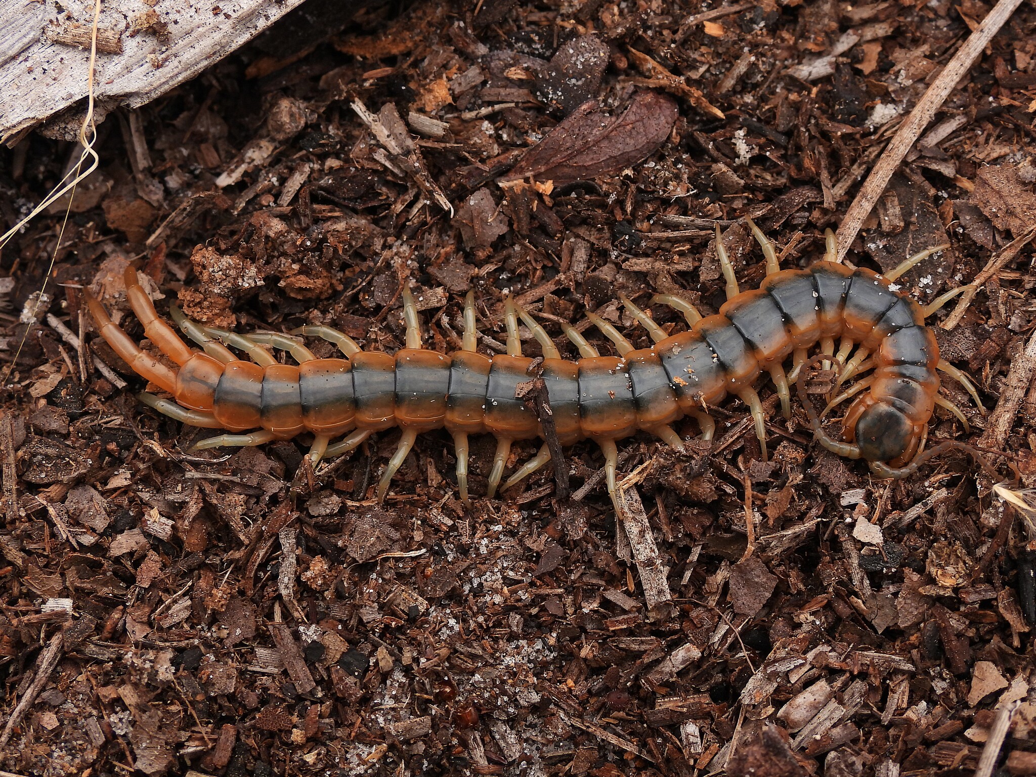 Scolopendra viridis Say, 1821
