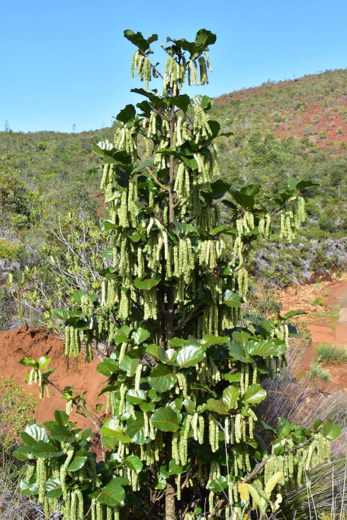 Homalium austrocaledonicum
