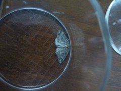 Catarhoe hortulanaria