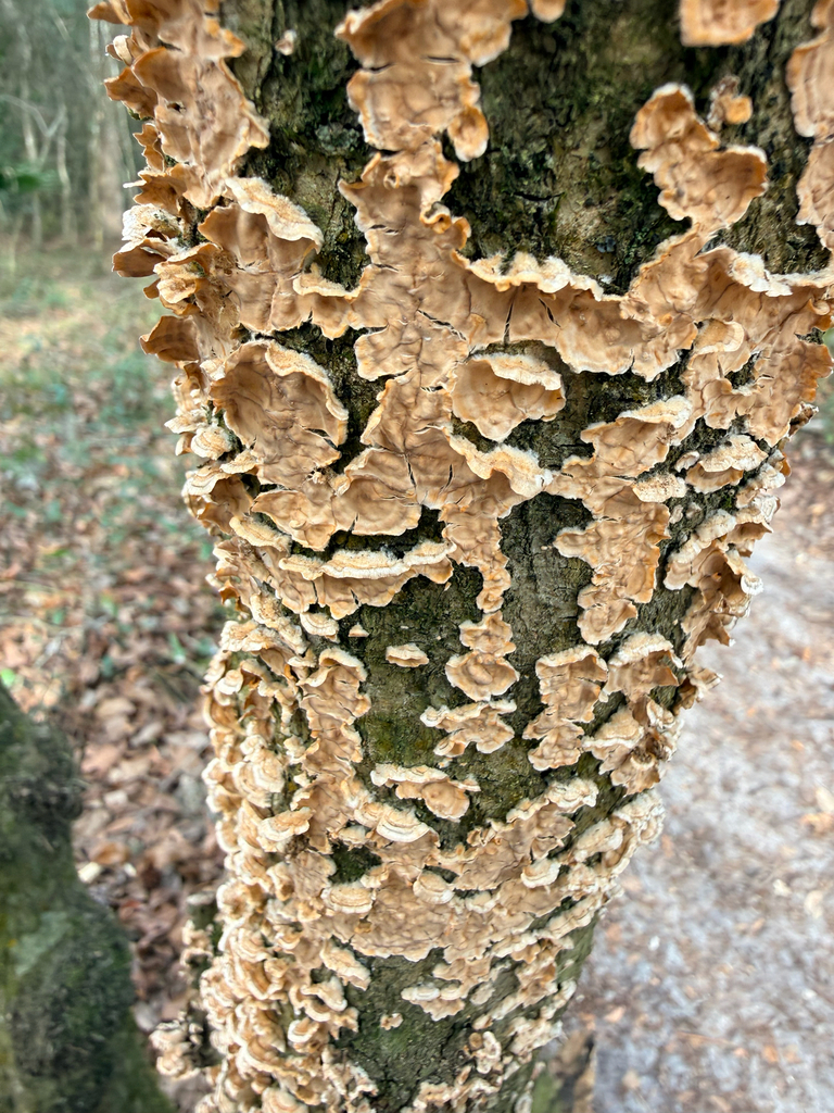 Stereum complicatum · January 2026 · photo: © melissameadows (iNaturalist, cc-by)