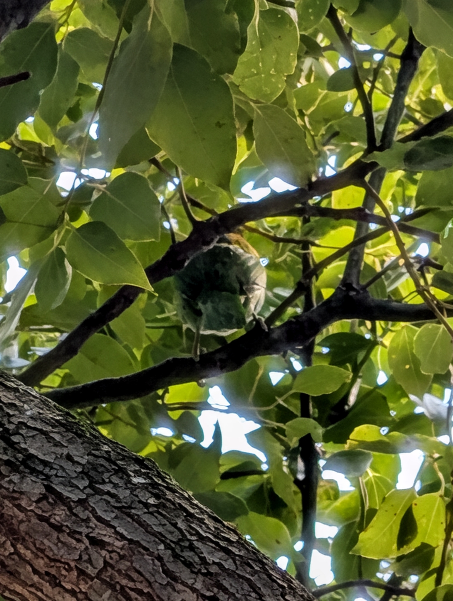 Taiwan Barbet (Psilopogon nuchalis), photo 7