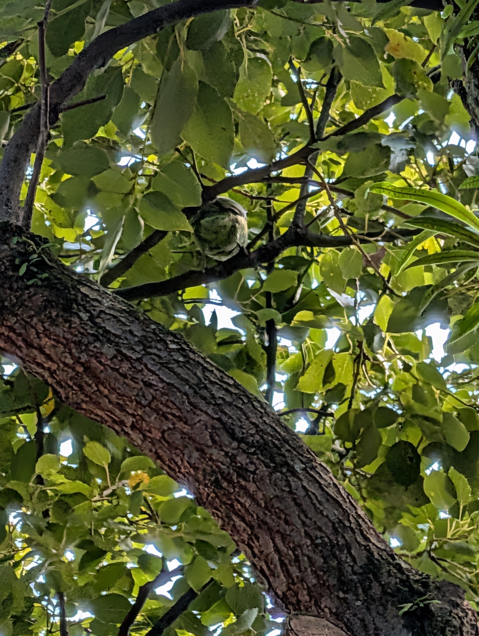Taiwan Barbet (Psilopogon nuchalis), photo 8
