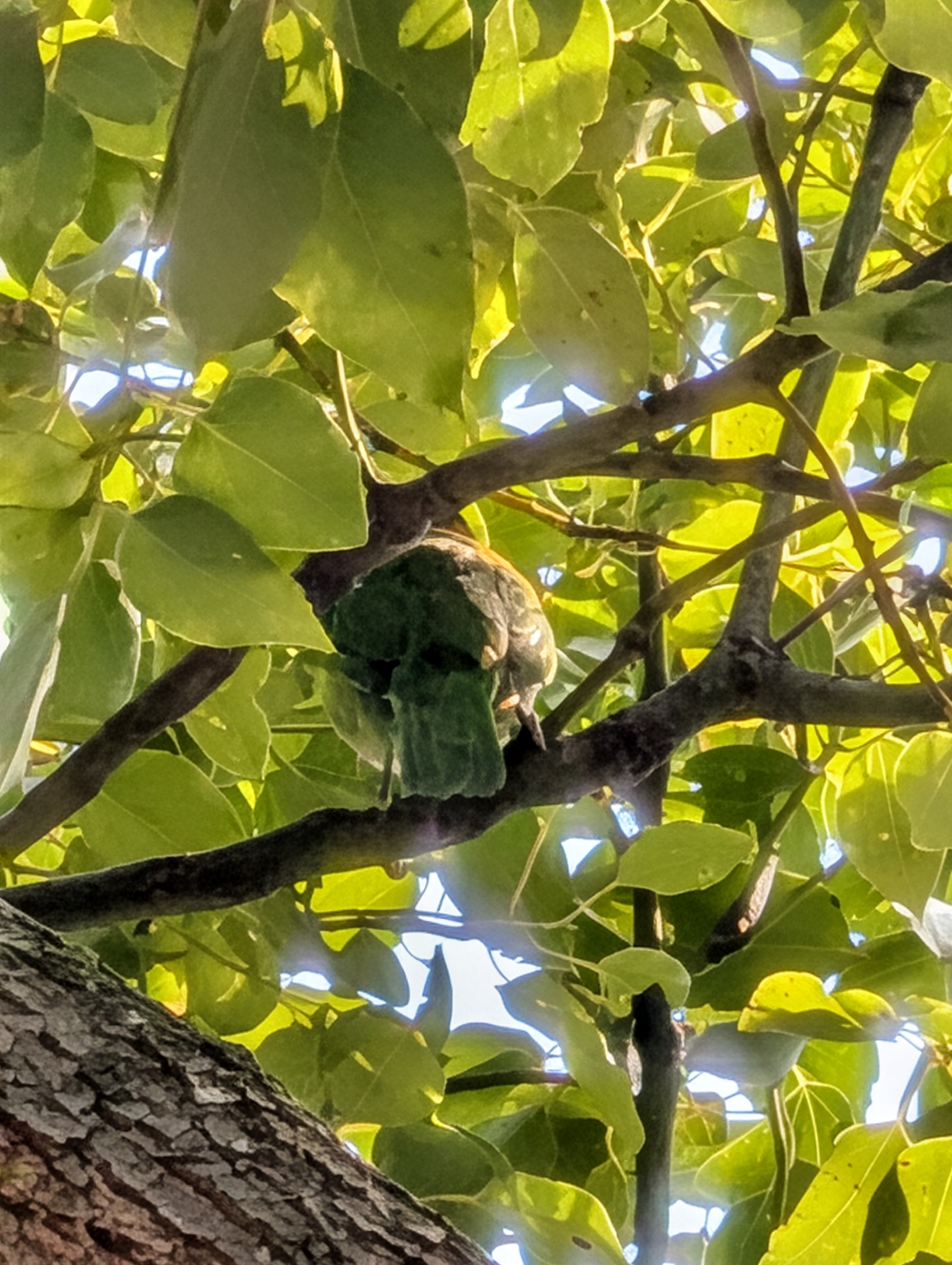Taiwan Barbet (Psilopogon nuchalis), photo 10