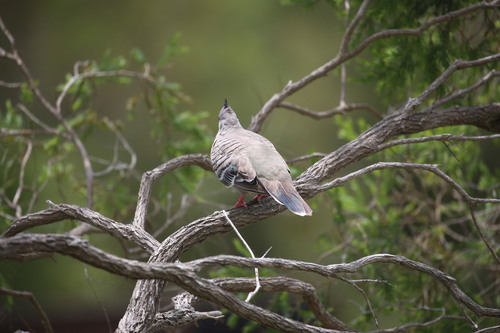 Crested Pigeon (Ocyphaps lophotes)