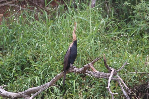 Australasian Darter (Anhinga novaehollandiae), photo 9