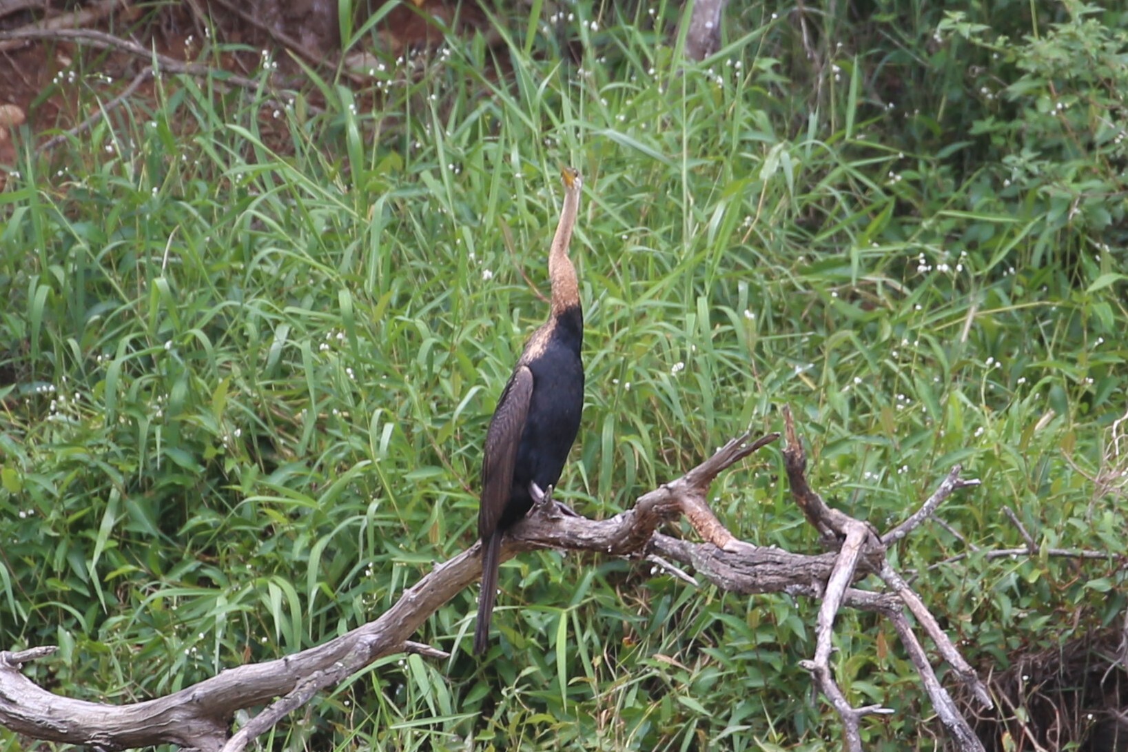 Australasian Darter (Anhinga novaehollandiae), photo 9