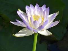 Nymphaea violacea