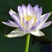 Blue Waterlily - Photo (c) sarah macdonald, some rights reserved (CC BY-NC), uploaded by sarah macdonald
