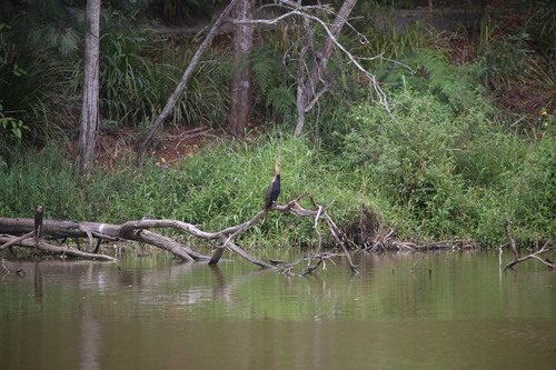 Australasian Darter (Anhinga novaehollandiae), photo 10