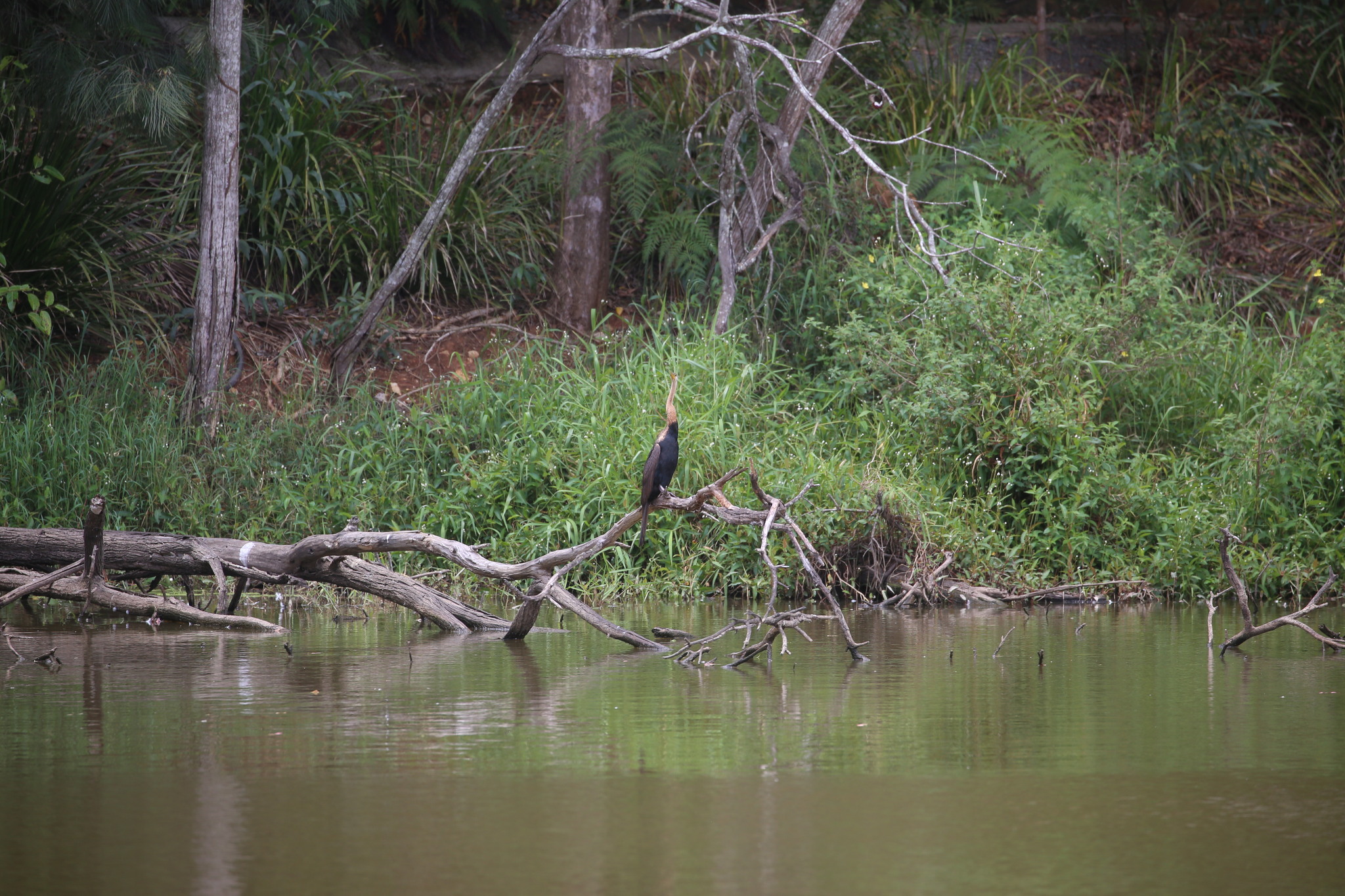 Australasian Darter (Anhinga novaehollandiae), photo 10