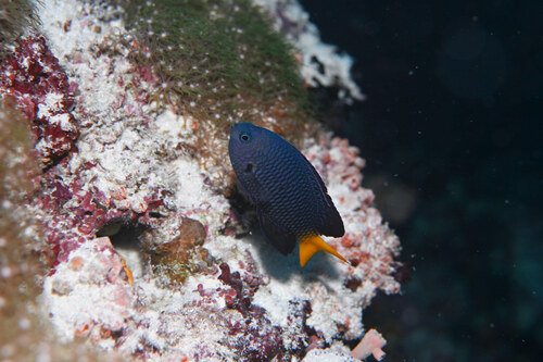 Pomacentrus xanthocercus