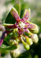 Periploca laevigata angustifolia