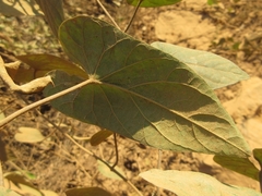 Ipomoea cambodiensis