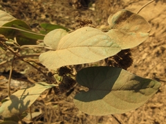 Ipomoea cambodiensis
